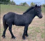 Highbank Blue John, Fell Colt Foal