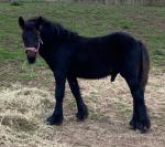 Highbank Golden Boy, Fell Colt Foal 