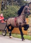 Blackjack, 14.3hh Welsh Section D Driving Gelding
