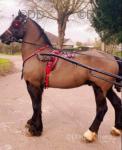 Blackjack, 14.3hh Welsh Section D Driving Gelding