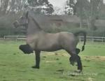 Blackjack, 14.3hh Welsh Section D Driving Gelding
