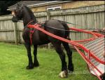 Blackjack, 14.3hh Welsh Section D Driving Gelding