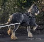 Giovarney, 13.3hh Mare