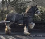 Giovarney, 13.3hh Mare