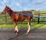 Driving Filly