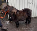 7 year old ride and drive Shetland. 7 year old ride and drive Shetland.