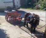 7hh Ride & Drive Shetland Gelding