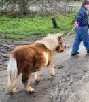 Tommy, Shetland Colt Foal