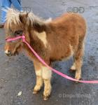Tommy, Shetland Colt Foal