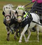 For sale, a 12 year old, 9.2hh (approx) toy horse driving pony. For sale, a 12 year old, 9.2hh (approx) toy horse driving pony.
