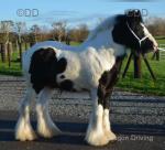 SD Pacman, Yearling Colt