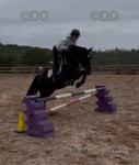 Redwing Roxy – a stunning 14.2hh registered ride and drive Hackney mare, 13 years old. Registered name: Redwing Roxy. Sire: Hurstwood Vindicator (shown in photos). Dam: Redwing Raquel.
Redwing Roxy – a stunning 14.2hh registered ride and drive Hackney mare, 13 years old. Registered name: Redwing Roxy. Sire: Hurstwood Vindicator (shown in photos). Dam: Redwing Raquel.