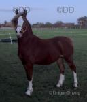 Parc Ricardo, Yearling Colt