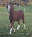 Parc Ricardo, Yearling Colt