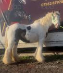 Meet Poppy, a nice coloured cob mare, standing around 13.1hh. 6 years old. What a pony for the kids. She a million percent to ride and drive. Meet Poppy, a nice coloured cob mare, standing around 13.1hh. 6 years old. What a pony for the kids. She a million percent to ride and drive.