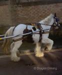 Poppy, 13.1hh Ride & Drive Mare