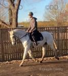 Fully registered Lipizzaner gelding, 10 years old. Ride and drive, this lovely lad has done Asian weddings and driven in a team of 4. Fully registered Lipizzaner gelding, 10 years old. Ride and drive, this lovely lad has done Asian weddings and driven in a team of 4.