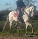 Selle Francais, 16.2hh Riding Gelding 