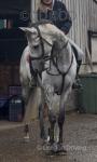 Selle Francais, 16.2hh Riding Gelding 