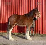Yearling Shire Colt