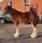 Yearling Shire Colt