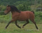 14.2hh Welsh Section D Mare