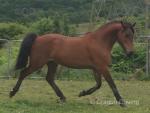 14.2hh Welsh Section D Mare