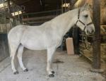 15.2hh Ride and Drive Mare