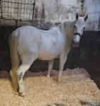 15.2hh Ride and Drive Mare