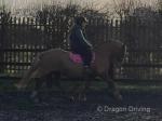 14.1hh Welsh Section D Riding Mare
