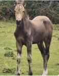 Takota Band of Gold, Welsh Section C Filly Foal