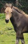 Takota Band of Gold, Welsh Section C Filly Foal