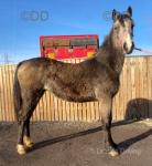 2 Year Old Welsh Section D Filly