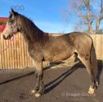 2 Year Old Welsh Section D Filly