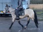 Willow, 14hh Riding Mare