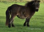 Shetland Filly