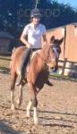 14.2hh Mare