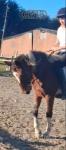 14.2hh Mare
