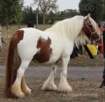 Sweet Sadie, 13.2hh Mare