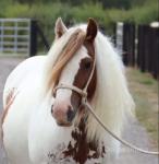 Sweet Sadie, 13.2hh Mare