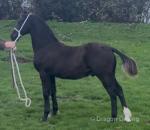 Welsh Section D Colt