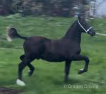 Welsh Section D Colt