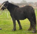 Amber, 8 year old ride and drive mare, that I need gone as losing the field where she's at. Amber, 8 year old ride and drive mare, that I need gone as losing the field where she's at.