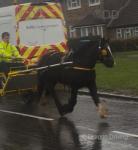 Bell, 13.3hh Ride and Drive Mare 