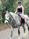 15.3hh Knabstrupper Mare