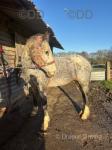 15.3hh Knabstrupper Mare