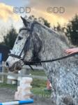 15.3hh Knabstrupper Mare