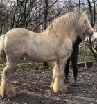 For sale Golden Boy, 10 year old Irish bred 13.2hh palomino gelding. 
Golden Boy is ride and drive, he hasn't been used for last 16 months due to bad health but will take no bringing back in to work. 