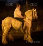 Golden Boy, 13.2hh Gelding 