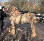 Golden Boy, 13.2hh Gelding 